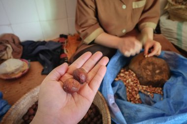 Argan çekirdekleri almak için Argan kabukları çatlama bulanık yerel Fas kadın ile bir yandan tüm Argan meyve. Essaouira, Fas.