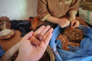 Whole Argan fruit on a hand with blurry local Moroccan woman cracking argan shells in order to get Argan kernels. Essaouira, Morocco. clipart