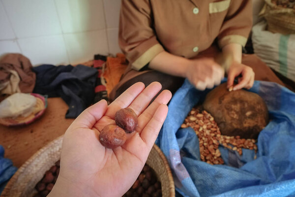 Целый фрукт аргана на руке с расплывчатой местной марокканкой, растрескивающей раковины аргана, чтобы получить зерна Аргана. Эссауира, Моррелло
.