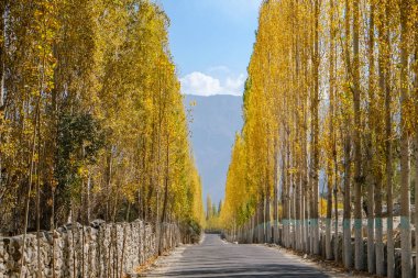 Road towards Khaplu among yellow leaves poplar trees in autumn. Ghowari village, Skardu. Gilgit Baltistan, Pakistan. clipart