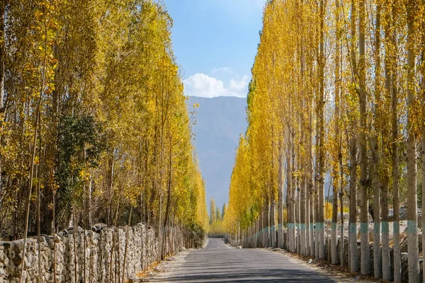 Khaplu sarı arasında doğru yol kavak ağaçları sonbaharda yaprakları. Ghowari Köyü, Skardu. Gilgit Baltistan, Pakistan.