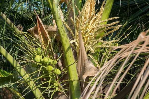 Alberi Cocco Biologici Una Fattoria Con Mazzo Piccoli Frutti Verdi — Foto Stock