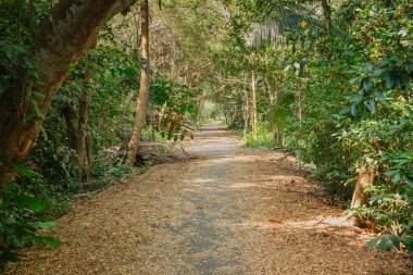 Yaz aylarında yemyeşil orman arasında doğal güneş ışığı ile gölgeli yürüyüş. Sri Nakhon Khuean Khan Parkı ve botanik bahçesi, Bang Kachao. Samut Prakan, Tayland.