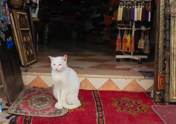 Gato Blanco Sentado Una Alfombra Frente Una Tienda Recuerdos Tradicional — Foto de Stock