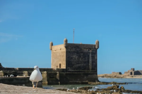 Gabbiano Che Cammina Intorno Bastioni Della Cittadella Essaouira Vicino Skala — Foto Stock