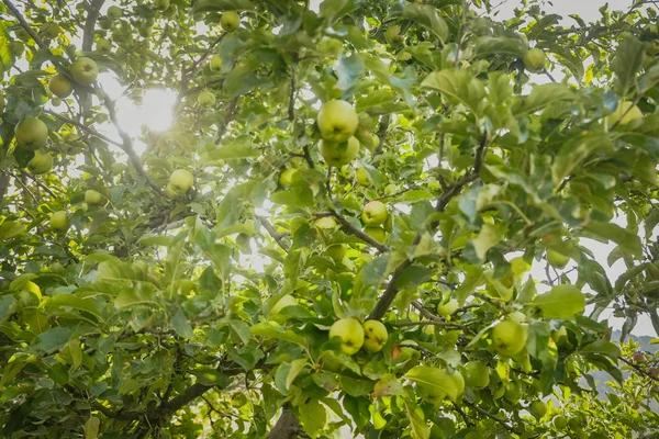 Gilgit Baltistan, Pakistan yerel bir meyve bahçesinde ağaçlarüzerinde taze organik yeşil elma Verimli.