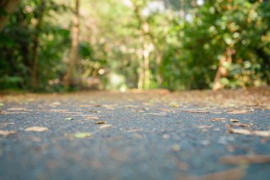 Yaz aylarında yeşil yeşillik tropikal orman Soyut bulanık arka plan.