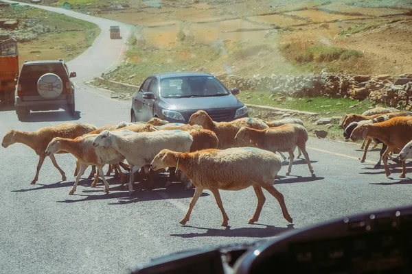 Arabalar durdurmak ve yerel koyun bir sürü için yol geçerken bekliyor. Naran, Hayber Pakhtunkhwa, Pakistan'da trafik. Ön camdan görünüm.
