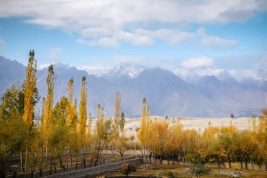 Renkli yeşillik sarı Katpana soğuk çöl ve kar arka planda Karakoram dağ, Skardu kaplı karşı sonbahar sezonunda ağaçları bırakır. Gilgit Baltistan, Pakistan.
