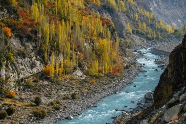 Sonbahar sezonunda renkli yeşillik ağaçları boyunca Karakoram dağ boyunca akan sarma turkuaz mavisu nehri, Hunza Vadisi. Gilgit Baltistan, Pakistan.
