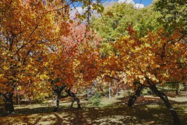 Hunza vadisinde bir bahçede renkli yeşillik ağaçlarının Doğa manzara görünümü. Gilgit Baltistan, Pakistan'da güzel sonbahar sezonu manzarası.