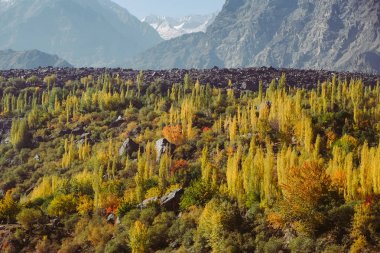 Karakoram dağ sırasındaki renkli orman ağaçları Gilgit Baltistan 'daki Skardu ve Hunza vadisi arasında, sonbahar kuzey Pakistan kırsalında..