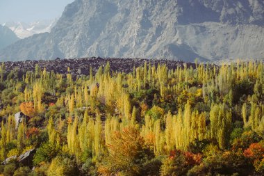 Karakoram dağ sırasındaki renkli orman ağaçları Gilgit Baltistan 'daki Skardu ve Hunza vadisi arasında, sonbahar kuzey Pakistan kırsalında..