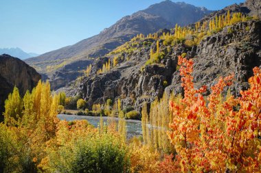 Gupis Vadisi 'nin güzel manzarası. Sonbahar mevsiminde Hindu Kush dağlarına karşı renkli ağaçlar. Gilgit Baltistan, Pakistan.