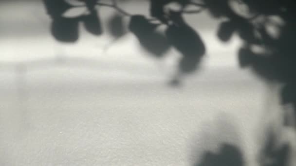 Ταλαντευόμενα φύλλα σκιά σε λευκό φόντο — Αρχείο Βίντεο