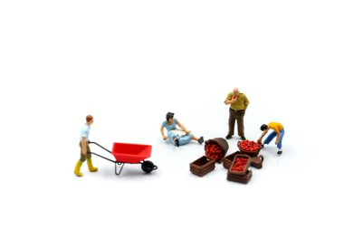 Minyatür insanlar: Pazar apple Apple gün kavramı için kullanma ile çalışan.