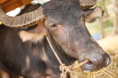 Çim yeme Buffalo yakın çekim