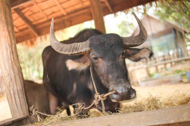 Çim yeme Buffalo yakın çekim
