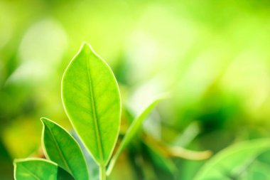 Bir arka plan ya da duvar kağıdı, Closeup doğa yaz güneş ışığı altında bahçede yeşil yaprak görünümünü kullanarak doğal yeşil bitkiler manzara