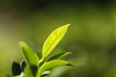 Bir arka plan ya da duvar kağıdı, Closeup doğa yaz güneş ışığı altında bahçede yeşil yaprak görünümünü kullanarak doğal yeşil bitkiler manzara