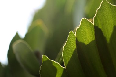 Bir arka plan ya da duvar kağıdı, Closeup doğa yaz güneş ışığı altında bahçede yeşil yaprak görünümünü kullanarak doğal yeşil bitkiler manzara