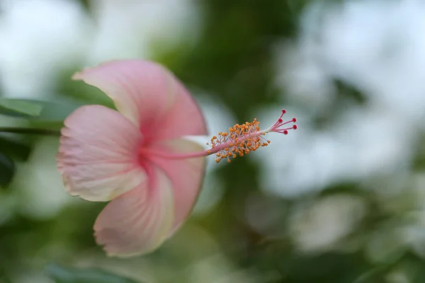 Bloemen Carpel Natuur Softfocus Close Vervagen Achtergrond Stuifmeel Hibiscus Roze — Stockfoto