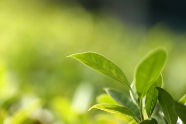 Bir arka plan ya da duvar kağıdı, Closeup doğa yaz güneş ışığı altında bahçede yeşil yaprak görünümünü kullanarak doğal yeşil bitkiler manzara