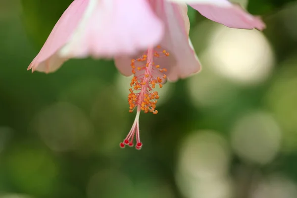 Kwiaty Natura Słupek Nieostrość Zbliżenie Rozmycie Tła Pyłku Różowy Biały — Zdjęcie stockowe