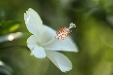 Çiçekler karpel doğa yumuşak odak portre bulanıklık arka plan polen, Hibiscus pembe ve beyaz çiçek.