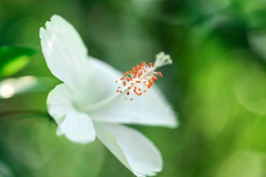Çiçekler karpel doğa yumuşak odak portre bulanıklık arka plan polen, Hibiscus pembe ve beyaz çiçek.