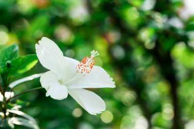 Çiçekler karpel doğa yumuşak odak portre bulanıklık arka plan polen, Hibiscus pembe ve beyaz çiçek.