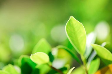 Bir arka plan ya da duvar kağıdı, Closeup doğa yaz güneş ışığı altında bahçede yeşil yaprak görünümünü kullanarak doğal yeşil bitkiler manzara