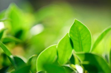 Bir arka plan ya da duvar kağıdı, Closeup doğa yaz güneş ışığı altında bahçede yeşil yaprak görünümünü kullanarak doğal yeşil bitkiler manzara