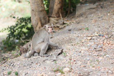 kaipa Tayland için arka plan kullanarak.
