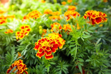 Güzel turuncu kırmızı Marigold çiçekler.