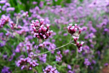 Purple Lavender çiçek için closeup 