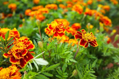 Güzel turuncu kırmızı Marigold çiçekler.