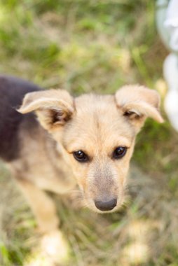 Sokaktaki evsiz köpek yavrusu. Köpek, sahibini bekliyor. Bahçedeki köyde bir köpek