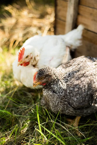 Hens feed on the traditional rural barnyard at sunny day. Chickens sitting in henhouse. Close up of chicken standing on barn yard with the chicken coop. Free range poultry farming. High quality photo