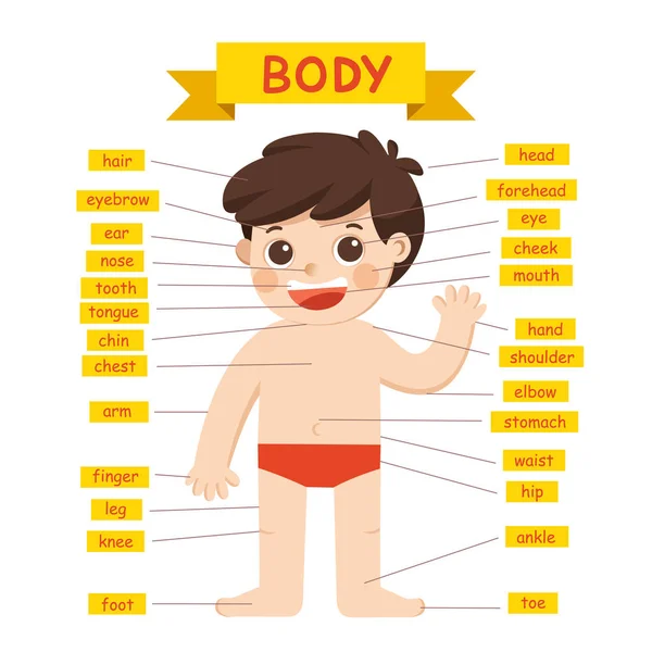 Erkek Vücut Parçaları Diyagram Çizimi — Stok Vektör