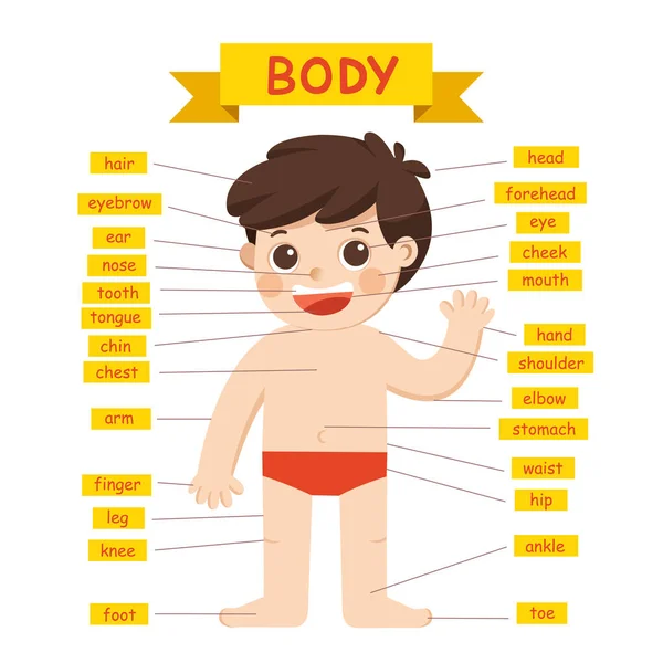 Ilustración Del Diagrama Partes Del Cuerpo Boy — Archivo Imágenes Vectoriales