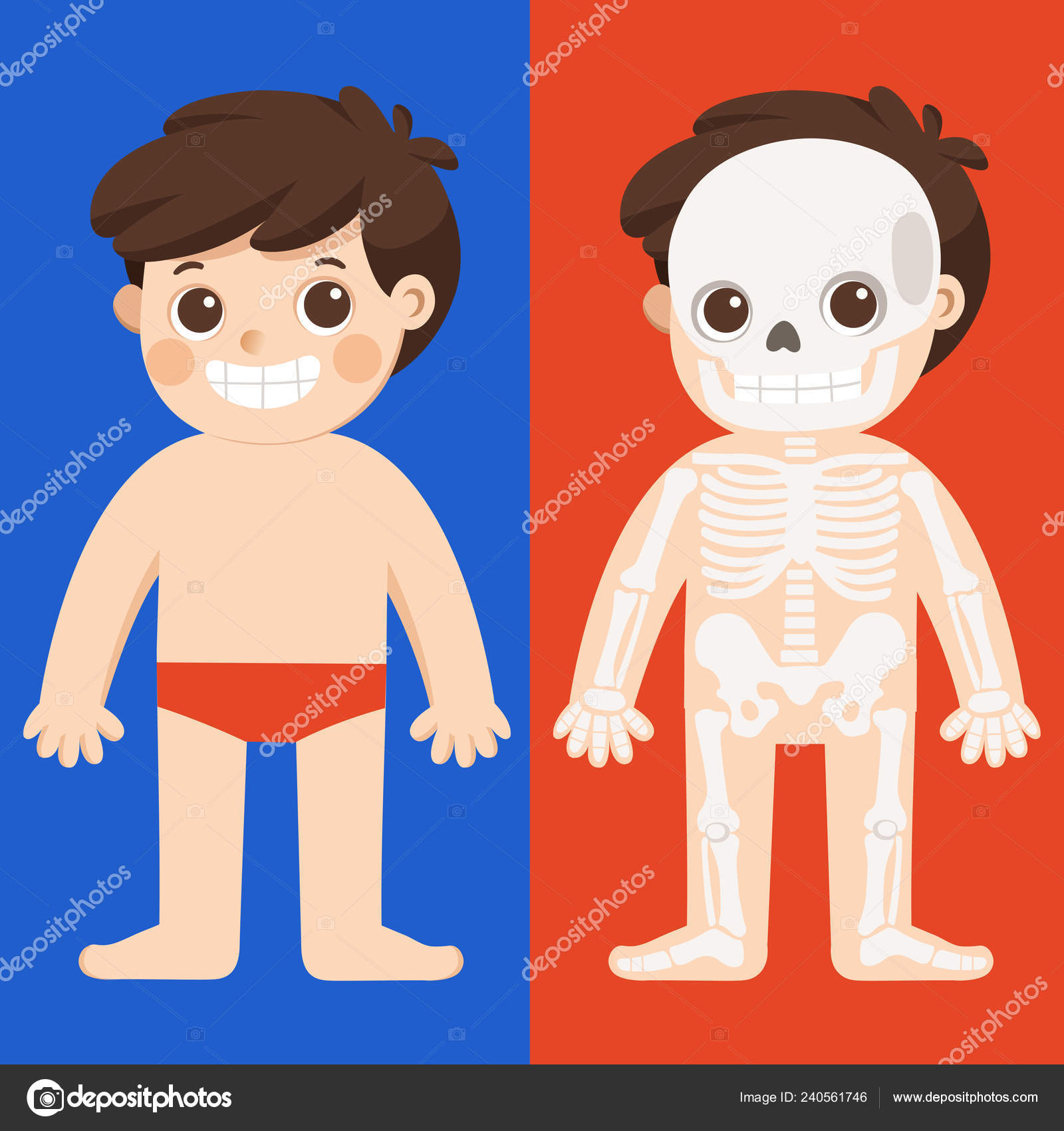 Kinderkörper Anatomie Vektor Menschliches Skelett Stock-Vektorgrafik von  ©yatate10.gmail.com 240561746