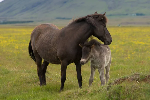 Islandia Ponis Prado Viento — Foto de Stock