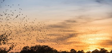 Şafakta kuş sürüsü