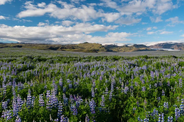アイスランド ヨーロッパのルピナスのある典型的な風景 — ストック写真