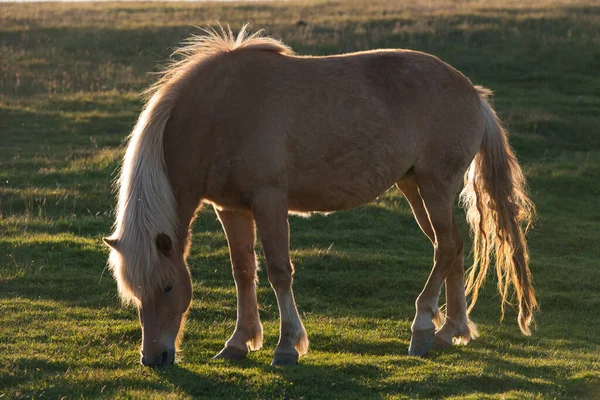 Islanda Pony Sul Prato Nel Sud Dell Islanda — Foto Stock