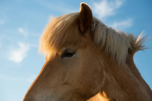 冰岛南部草地上的小马 — 图库照片