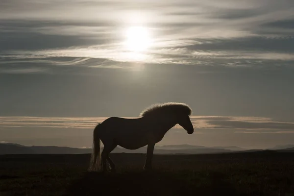 冰岛南部草地上的小马 — 图库照片