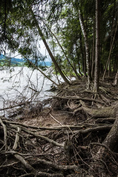 湖畔有许多根的神秘童话般的森林 — 图库照片