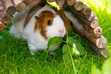 guinea pig in the sun eating gout weed clipart